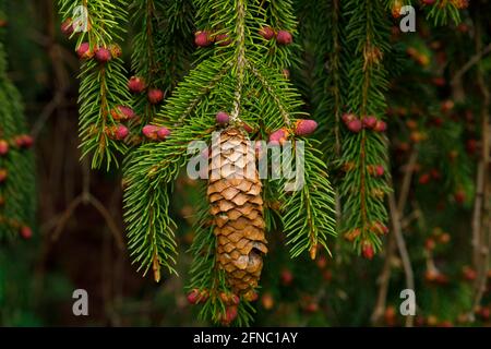 Mature spruce cone and immature spruce cones. A cone (in formal botanical usage: strobilus, plural strobili) is an organ on plants in the division Pin Stock Photo