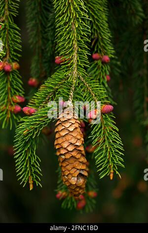 Mature spruce cone and immature spruce cones. A cone (in formal botanical usage: strobilus, plural strobili) is an organ on plants in the division Pin Stock Photo