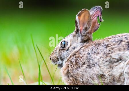 Closeup of a bunny rabbit sitting in the yard, facing away from the camera. Stock Photo