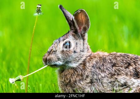 Closeup of a backyard New England Cottontail bunny rabbit, facing the camera and munching on a dandelion. Stock Photo