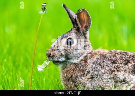 Closeup of a backyard New England Cottontail bunny rabbit, facing the camera and munching on a dandelion. Stock Photo
