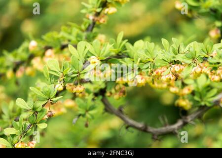 Japanese Barberry Berberis Green Carpet Berberis thunbergii Green Carpet flower close up blooming Stock Photo