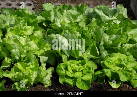 green lettuce or lactuca sativa grows in the greenhouse Stock Photo