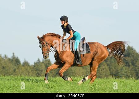 Rider on back of a Bavarian horse cantering in a meadow Stock Photo
