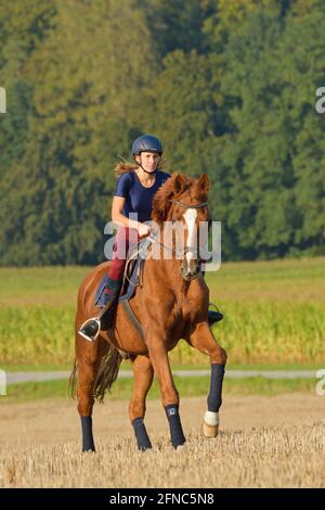 Rider on back of a Bavarian chestnut horse cantering in a stubble field Stock Photo