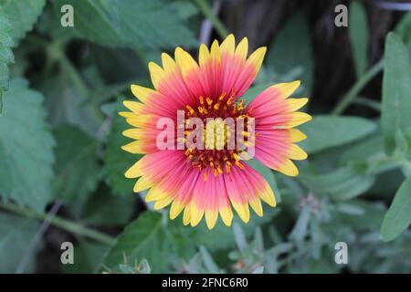 Indian Blanket flower Stock Photo