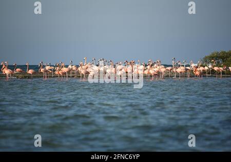 A large format image of a group of beautifully colorful Flamingos standing on a sea shoal on the remote Bahama island of Mayaguana. Stock Photo