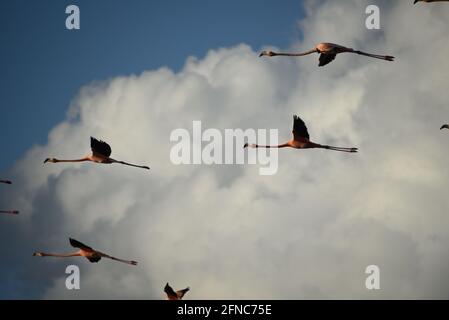Close up of a group of colorful Flamingos flying into clouds over the island of Mayaguana, the Bahamas.  Uncropped for artistic value & flexibility. Stock Photo