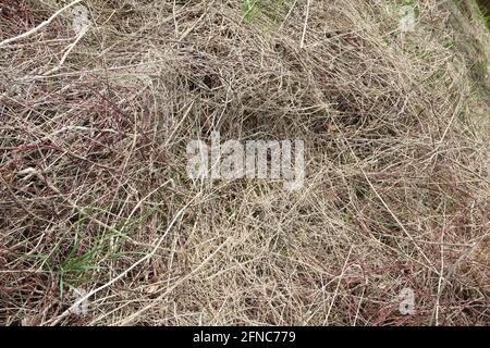 Rough colourful hay straws and grass pattern texture background Stock Photo