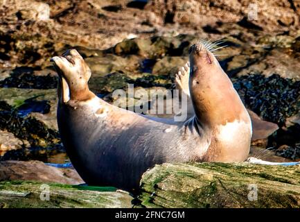 Seal at rest on St. Mary’s Island, Whitley Bay Stock Photo