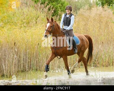 Rider wearing a body protector on back of a Bavarian horse riding in water