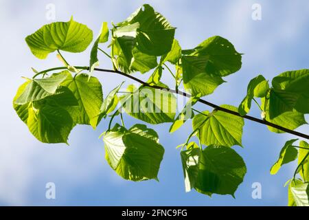Tilia platyphyllos leaves Large-leaved linden Large-leaved lime Leaves Stock Photo