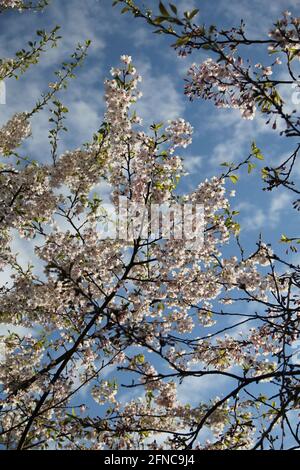 Branches of beautiful white sakura blossoms with clear blue sky background on late spring day in Kaunas, Lithuania Stock Photo