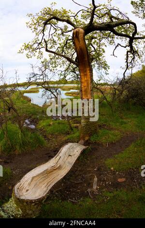 shattered, tree, broken, branch, Newtown, Nature, Reserve, England, Isle of Wight, UK Stock Photo