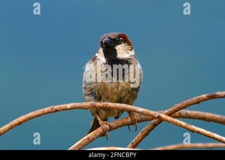 male sparrow over colorful out of focus background (.Passer domesticus ) Stock Photo