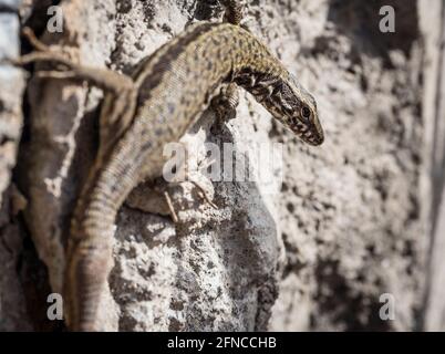 Close up of a common lizard (zootoca vivipara) sitting on a stone wall in the sun Stock Photo