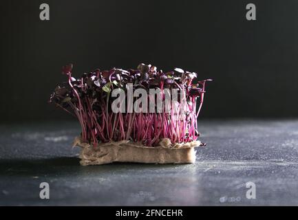red raish cress on dark undergrun, modern cooking Stock Photo
