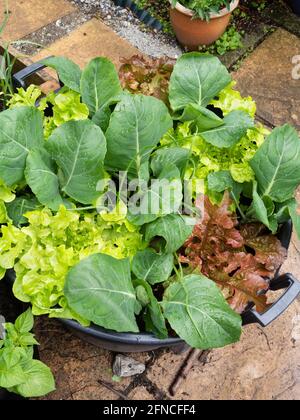 Large container planted with cabbage 'Dutchman', red and green lettuce 'Lollo Rosso', and 'White Lisbon' spring onions in mid May Stock Photo