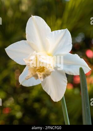 Double corona and white tepals of the triandrus type daffodil, Narcissus 'White Marvel' Stock Photo