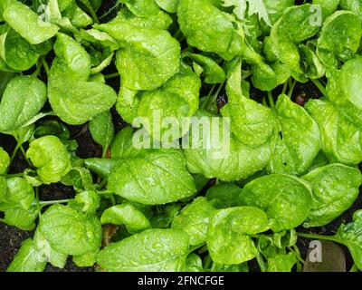 Tender, rain spotted leaves of spinach, Spinacia oleracea 'Corvette F1' in a Plymouth, UK garden Stock Photo