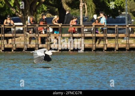 cocoi heron (Ardea cocoi) flying over lago de regatas, Parque 3 de febrero, Buenos Aires Stock Photo