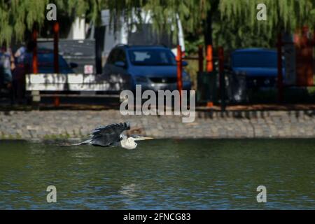 cocoi heron (Ardea cocoi) flying over lago de regatas, Parque 3 de febrero, Buenos Aires Stock Photo