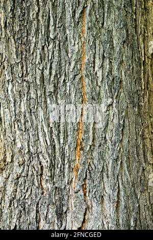 Ulmus glabra bark Stock Photo - Alamy