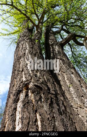 Ginkgo biloba tree trunk bark Stock Photo