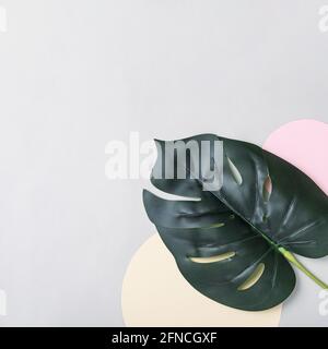 One green monstera leaf on a grey background and two pastel circles with paper and copy space for text or message and copy space. Minimal creative con Stock Photo