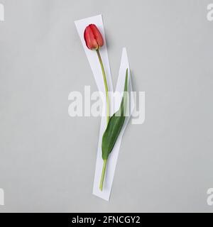 One red tulip with a stem on a grey background and top view. The flower appears to be cut from the background and has a white border. Modern trading c Stock Photo