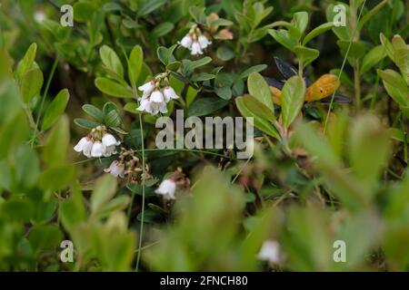 Blossom of blueberry Vaccinium myrtillus on a sunny summer day. White small flowers in green leaves.  Stock Photo