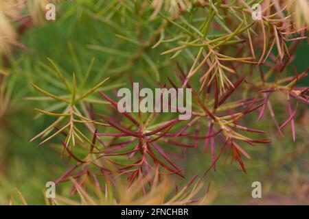 Close-up of the spiky feather-like foliage of a Japanese Cedar  / Cryptomeria Japonica Elegans Stock Photo