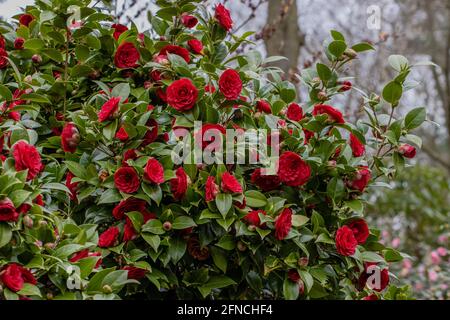Large mass of deep red Camellia Black Lace flowers in spring Stock Photo