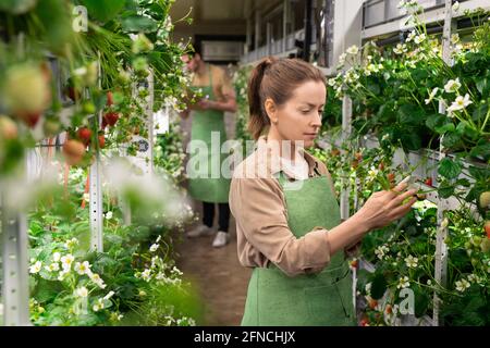 Female in apron working in a garden against young male farmer Stock Photo