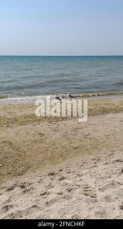 two seagulls walking on the beach Stock Photo