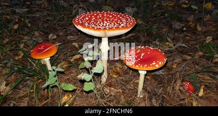three fly agaric mushroom grows on a dark background in the forest, selective focus Stock Photo
