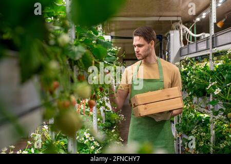 A man in apron and gloves holding box while picking up ripe strawberries in hothouse Stock Photo