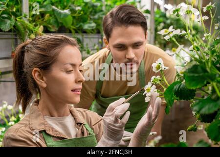 A man and woman looking at strawberry blossom in vertical farm Stock Photo