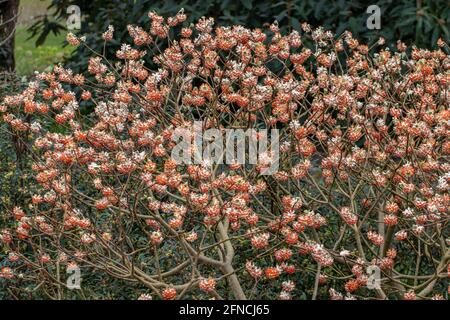 Large shrub of Edgeworthia chrysantha Red Dragon in flower in spring Stock Photo