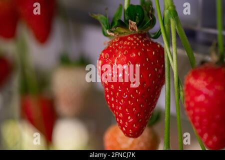 A close up of red ripe strawberry hanging on thin green stem Stock Photo