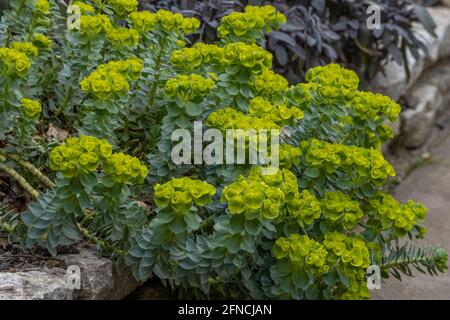 Euphorbia myrsinites spreading over wall with yellow spring flowers Stock Photo