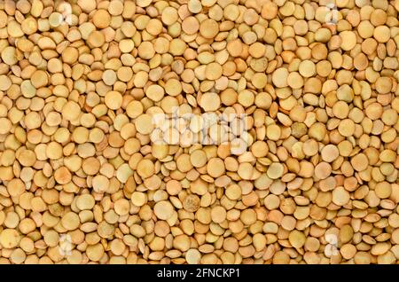 Green lentils, background, from above. Whole raw lens-shaped seeds of Lens culinaris. In cuisines of the Indian subcontinent, lentils are staple. Stock Photo