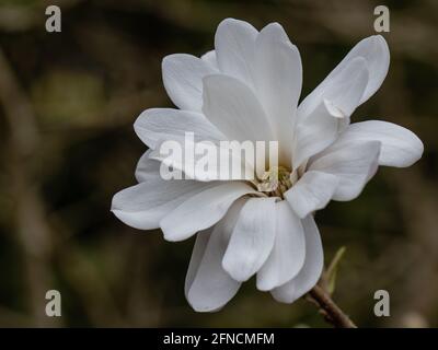 Single pure white Magnolia loebneri Encore flower in spring Stock Photo
