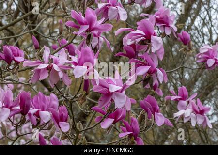 Mass of large purple Magnolia Ruth flowers in spring Stock Photo