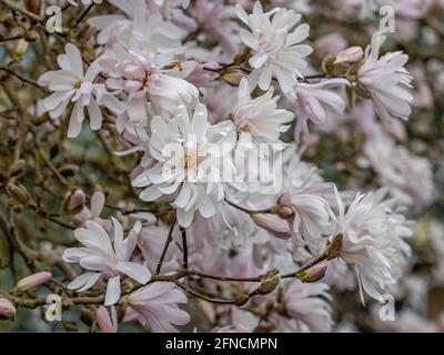 Cluster of pale pink star shaped Magnolia stellata King Rose flowers in spring Stock Photo