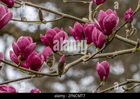 Cluster of large pale purple Magnolia Theodora flowers in spring Stock Photo