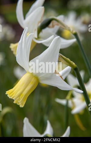 Close up of single yellow and white Narcissus Jenny in spring Stock Photo