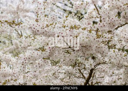 Large mass of pale pink Prunus The bride flowers in spring Stock Photo