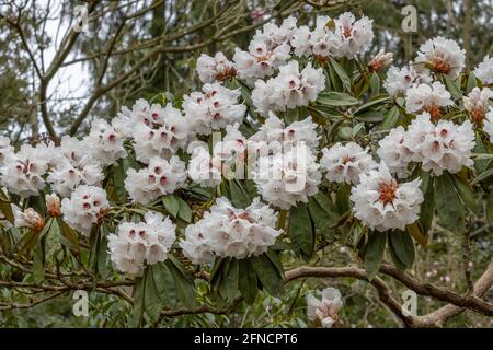 Cluster of Rhododendron arboreum calophytum flowers in spring Stock Photo