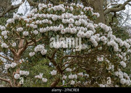Large Rhododendron arboreum calophytum shrub in flower in spring Stock Photo